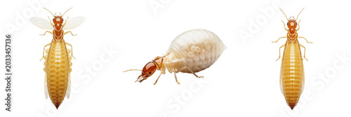 Konstfotografi Queen mound-building termite, Macrotermes bellicosus, Termitidae family, macrote