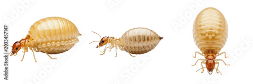 Quadro su tela Queen termite, Reticulitermes flavipes, Rhinotermitidae family, subterranean ter