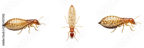 Foto Queen arboreal termite, Nasutitermes corniger, Termitidae family, carton nest co