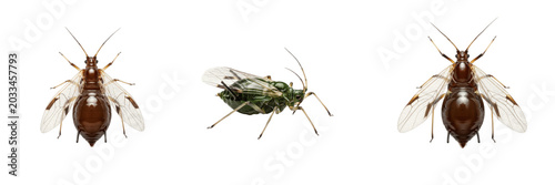 Photos Queen aphid, Aphis gossypii, Aphididae family, winged alate stem mother fundatri