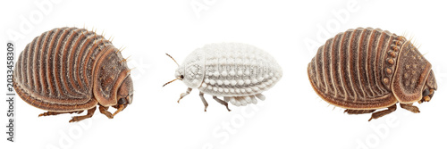 Fotografía Queen scale insect, Coccus hesperidum, Coccidae family, brown soft scale wingles