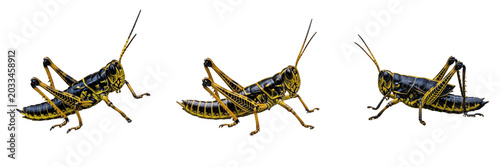 Tableau sur toile Queen grasshopper reproductive female, Melanoplus femurrubrum, Phasianidae famil