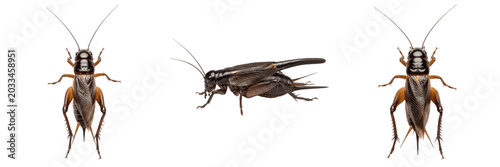 Fotografie Queen cricket reproductive female, Acheta domesticus, Gryllidae family, house cr