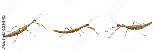 Schilderij op canvas Queen stick insect reproductive female, Carausius morosus, Phasmatidae family, w