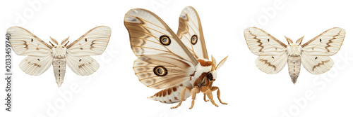 Tableau sur toile Queen silk moth reproductive female, Bombyx mori, Bombycidae family, domesticate
