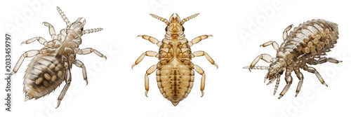 Фотография Queen lice reproductive female, Haematopinus suis, Haematopinidae family, suckin