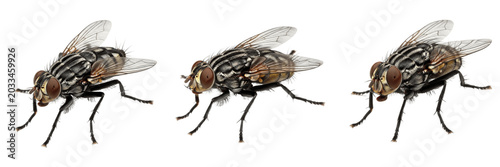 Foto Queen housefly reproductive female, Musca domestica, Muscidae family, gravid fil