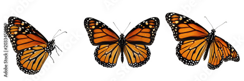 Konstfotografi Queen monarch butterfly reproductive female, Danaus plexippus, Nymphalidae famil