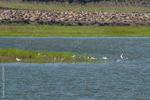 flock of Pied Avocet 