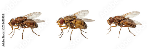 Schilderij op canvas Queen fruit fly reproductive female, Drosophila melanogaster, Drosophilidae fami