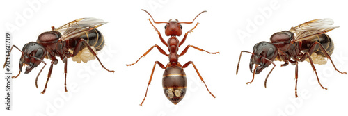 Foto Ultra detailed queen ant, Solenopsis invicta, Formicidae family, red imported fi