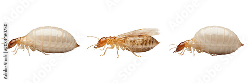 Photos High resolution queen termite, Reticulitermes flavipes, Rhinotermitidae family,