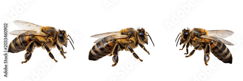 Quadro su tela Queen bee side view, Apis mellifera, Apidae family, honeybee worker lateral prof