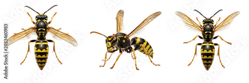 Schilderij op canvas Photorealistic queen wasp, Polistes dominula, Vespidae family, european paper wa