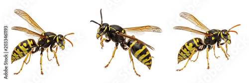 Schilderij op canvas Queen wasp angled view, Vespula vulgaris, Vespidae family, common yellowjacket t