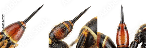 Schilderij op canvas Queen wasp ovipositor detail, Polistes dominula, Vespidae family, paper wasp mod