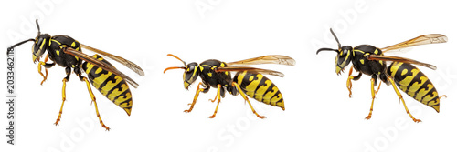 Fotografía Queen wasp striped body, Vespula vulgaris, Vespidae family, common yellowjacket