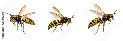 фотографія Queen wasp flying, Polistes dominula, Vespidae family, european paper wasp found