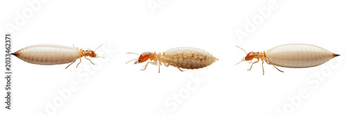 Foto Queen termite soft shadow, Reticulitermes flavipes, Rhinotermitidae family, phys
