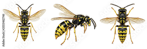 Slika na platnu Queen wasp natural history illustration, Polistes dominula, Vespidae family, pap
