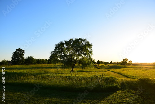 Weeping Willow Tree in a Field