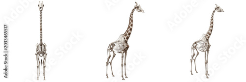 Foto Giraffe skeleton, Giraffa camelopardalis, long neck bones visible, museum specim