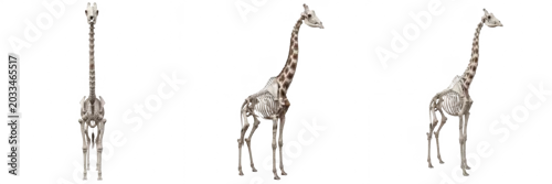 Obraz Giraffe skeleton, Giraffa camelopardalis, long neck bones visible, museum specimen style, centered composition, Giraffidae artiodactyl osteology, artiodactyla cervical vertebrae framework profile