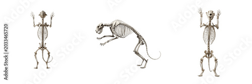Bild auf Leinwand Leopard skeleton, Panthera pardus, climbing pose, realistic skeletal proportions