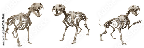 Bild auf Leinwand Jaguar skeleton, Panthera onca, aggressive pose, detailed teeth and rib anatomy,