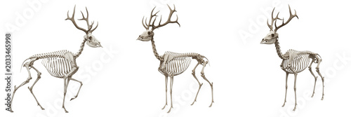 Obraz na płótnie Deer skeleton, Odocoileus virginianus, elegant standing posture, branching antle