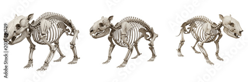 Photos Wombat skeleton, Vombatus ursinus, compact body structure, realistic mammal bone
