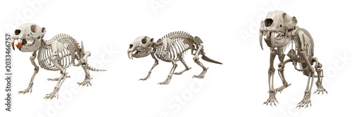 Quadro su tela Beaver skeleton, Castor canadensis, large front teeth anatomy, realistic rodent