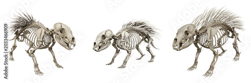 Tableau sur toile Porcupine skeleton, Hystrix cristata, quill animal osteology, detailed skull ana