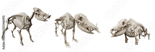 Photography Wild boar skeleton, Sus scrofa, tusked skull anatomy, realistic body structure,