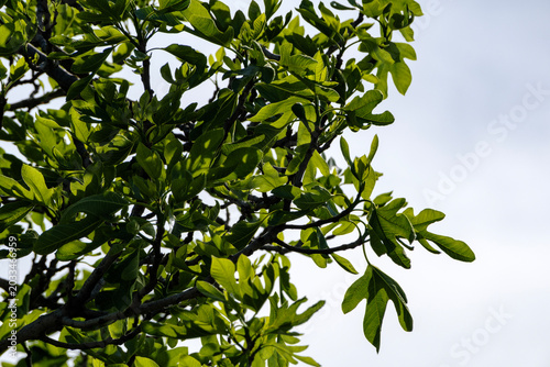 Fotografija Lush green leaves of a wild fig tree rustling gently in the summer breeze
