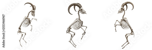 Fotografie Goat skeleton, Capra hircus, climbing pose, curved horn skull structure, Bovidae