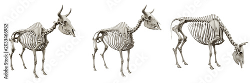 Quadro su tela Cow skeleton, Bos taurus, standing posture, detailed rib cage and spine, Bovidae