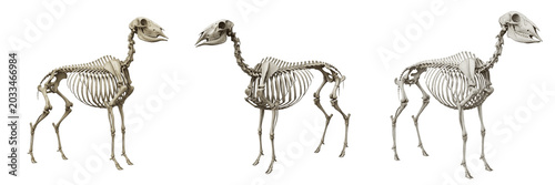 Fotografie Sheep skeleton, Ovis aries, farm mammal anatomy, detailed bone texture, Bovidae