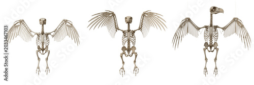Bild auf Leinwand Bald eagle skeleton, Haliaeetus leucocephalus, wings spread wide, detailed bird