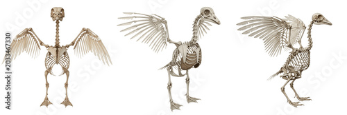 Konstfotografi Goose skeleton, Anser anser, wings partially extended, realistic avian osteology