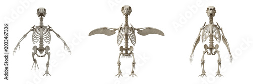 Foto Penguin skeleton, Aptenodytes forsteri, upright posture, flipper wing anatomy vi