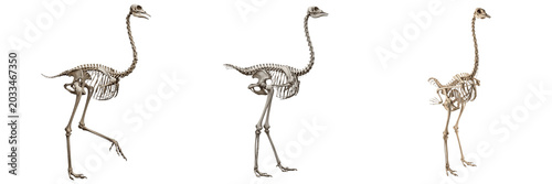 Schilderij op canvas Ostrich skeleton, Struthio camelus, giant bird anatomy, long leg bone structure,