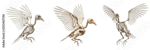 Photos Pigeon skeleton, Columba livia, flying pose anatomy, realistic avian details, Co