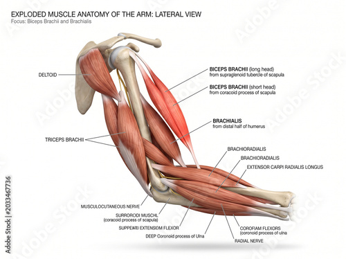 Detailed 3D anatomical illustration of the human arm muscles and bones