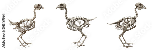 Foto Chicken skeleton, Gallus gallus domesticus, farm bird anatomy, realistic bone st