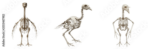 Photos Turkey skeleton, Meleagris gallopavo, large featherless bird anatomy, centered c
