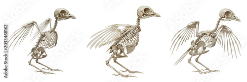 Фотография Robin skeleton, Erithacus rubecula, perched posture, detailed wing anatomy, Musc