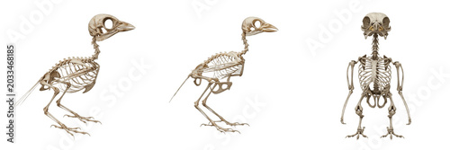 Foto Sparrow skeleton, Passer domesticus, realistic tiny avian bone structure, Passer