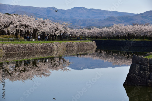 Bild auf Leinwand 満開の桜と五稜郭の外堀