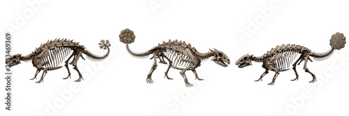 Obraz na plátně Ankylosaurus skeleton, Ankylosaurus magniventris, armored tail club anatomy, sid